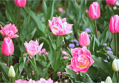 Tulipes doubles roses