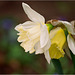 Narcisse hybride