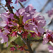 Prunus "Dreamcatcher" #2 – National Arboretum, Washington D.C.