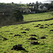 molehills on the edge of the village