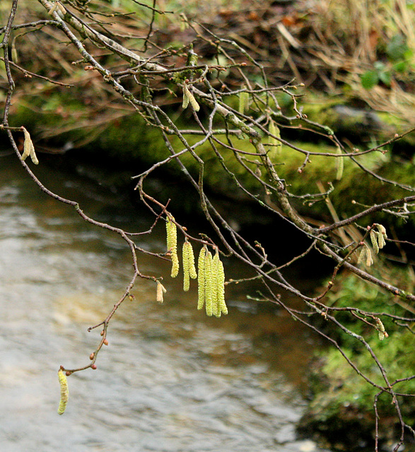 catkins by the stream