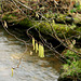 catkins by the stream