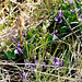 violettes et Equisetum