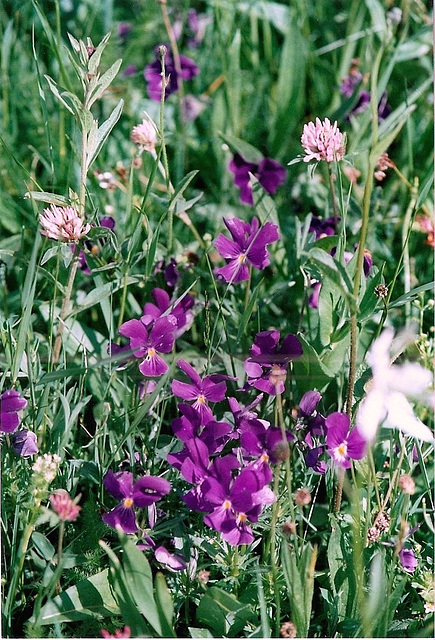Viola lutea ssp lutea - pensée des Vosges
