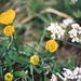 Ranunculus auricomus - "Tête d'or"