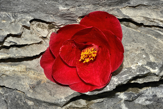 Camellia on the Rocks – National Arboretum, Washington D.C.