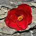 Camellia on the Rocks – National Arboretum, Washington D.C.