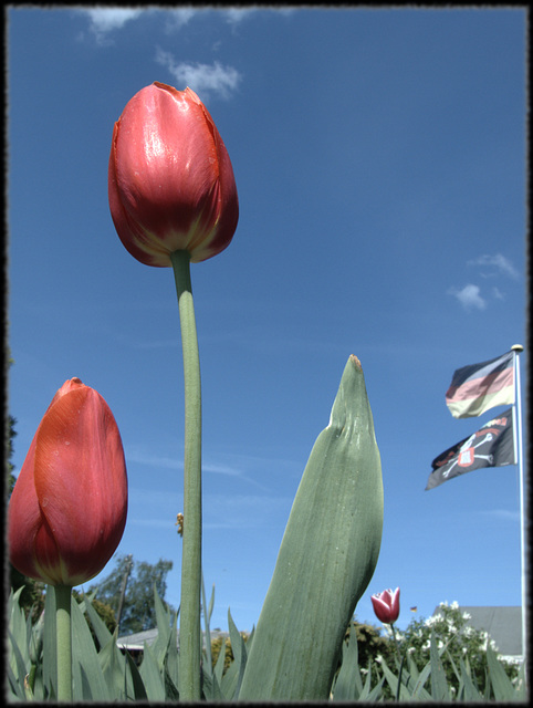 Tulip with flag