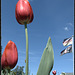 Tulip with flag