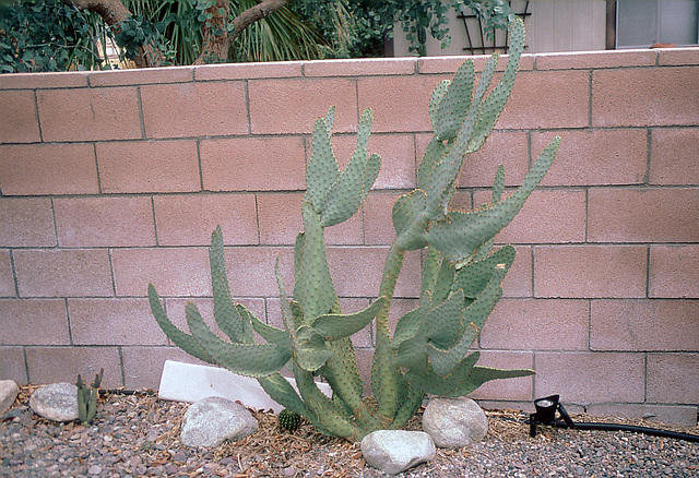 Cactus (01414A)