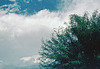 Tree & Sky (01515A)