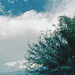 Tree & Sky (01515A)