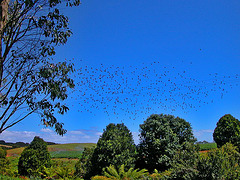 A flock of birds over the hilly landscape