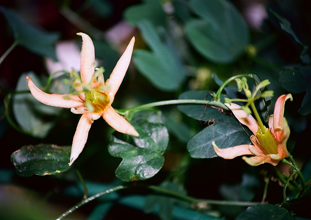 Passiflora aurantia (3)