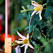 Passiflora aurantia (4)