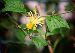 Passiflora citrina 4