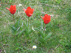 Tulpen beim Gartenausgang