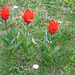 Tulpen beim Gartenausgang