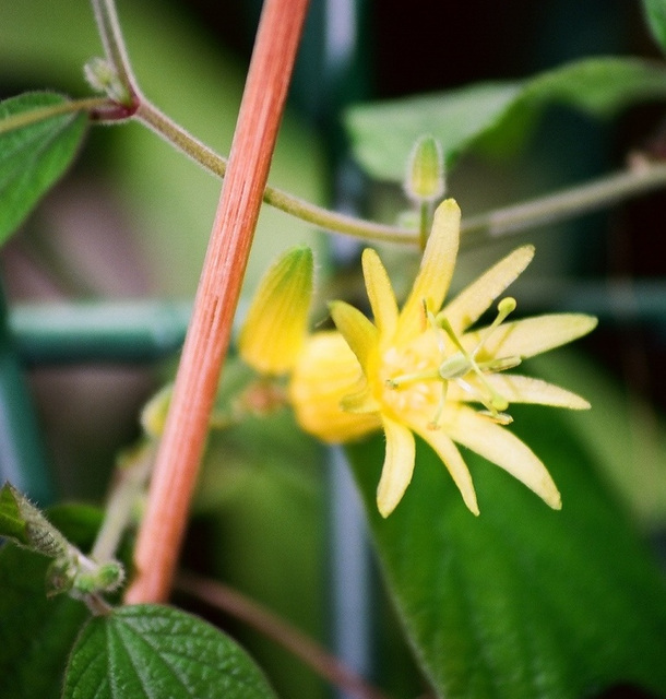 P. citrina fleur