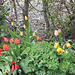 Tulpen unter der Hecke