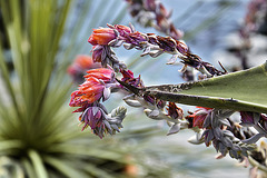 Orange Cactus Flowers – National Arboretum, Washington DC