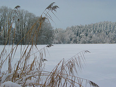 ...still und starr liegt der See, weihnachtlich glänzet der Wald....