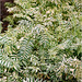 Polemonium caeruleum "brise d'Anjou " variegata