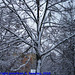 Snow in Haje, Picture 4, Edited Version, Prague, CZ, 2010