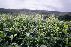 Tea fields