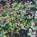 murier ou ronce-Rubus fruticosus
