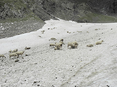 186 moutons sur la neige