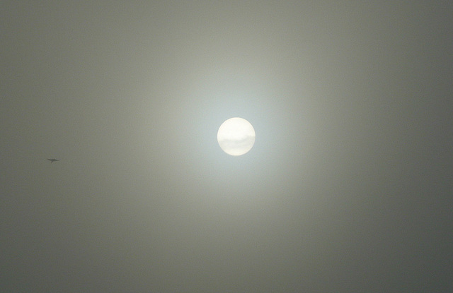 Nebel - Sonne - Vogel im Elbtal - 10.01.2011