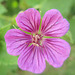 géranium 'pink penny' P8080156-2 géranium 'pink penny' P8080156-2