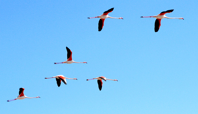Flamingoes in flight