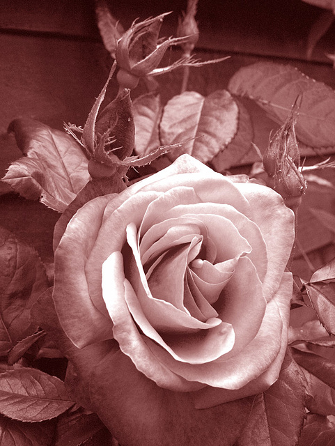 Duotone Rose