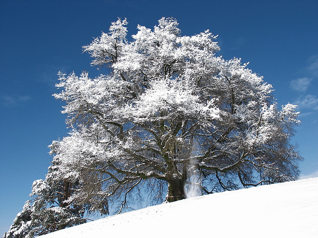 Zundelbacher Linde im Winter 2010