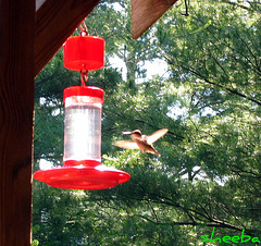 Hummingbird feeder