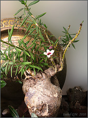 Pachypodium bispinosum