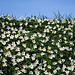 A bank of wood-anemones