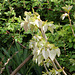 Tilia henryana - jeunes feuilles - Tilleul de Henry