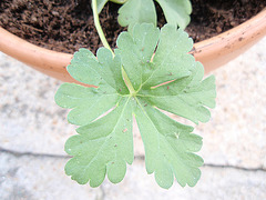 geranium cantabrigiense 'biokovo' P9190170