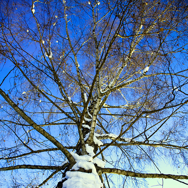 winter_birch