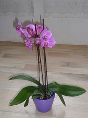 phalaenopsis P1310249