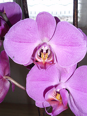 phalaenopsis P1310250