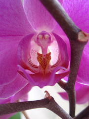 phalaenopsis P1310253