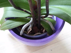 phalaenopsis P1310254