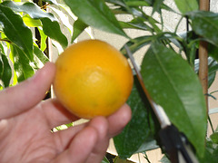 oranger sanguinelli P1250236