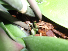 phalaenopsis P2030292