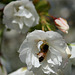 Honey-bee in cherry-blossom