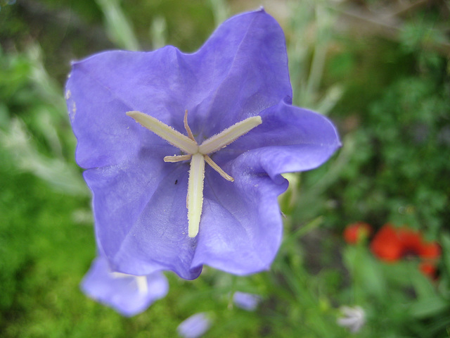Glockenblume (Campanula persicifolia)